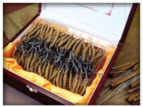 石嘴山冬虫夏草回收